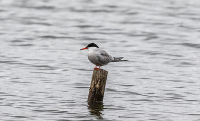 CASPIAN TERN ON TREE STUMP