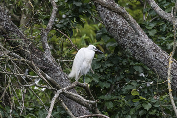 EGRET IN TREE