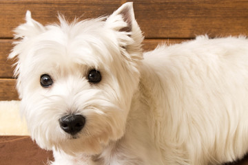 The West highland white Terrier sits against a wooden wall. Close up