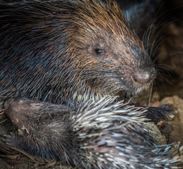 Baby porcupine nursing of it's mother's breast close-up