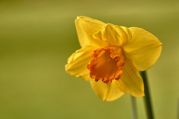 one yellow daffodil in nature (narcissus)