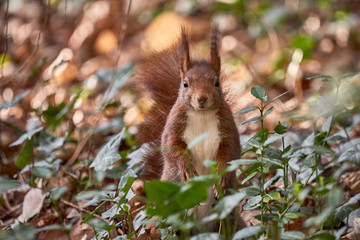 Naklejka na ściany i meble Eurasian red squirrel (Sciurus vulgaris) in the forest looking at the camera