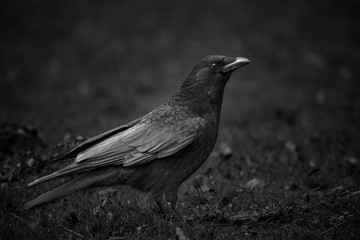 Close-up of a black crow (Corvus) on the ground, black and white