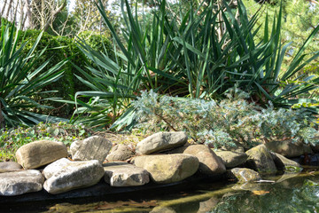 Garden pond with a stone shore on the background of gorgeous thickets of Yucca filamentosa. Blue juniper Juniperus squamata Ð’lue star separates the pond from the yucca. Sunny spring day.
