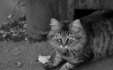 Black and white photo of a street cat close up