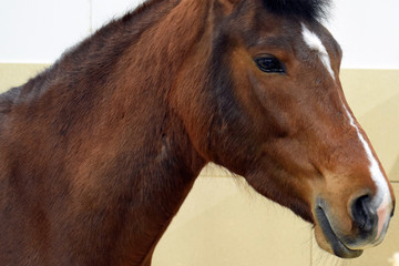 Beautiful head of brown horse.