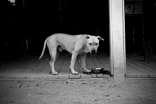 Black and white photo of a street dog that drinks