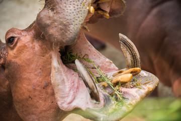Hippopotamus- belua hippopotamus editur close-up of open mouth and teeth of an eating animal