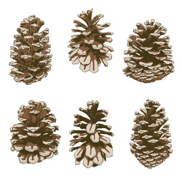 Vector set of detailed Pine cones