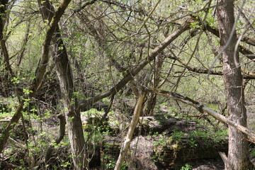 spring in ruins