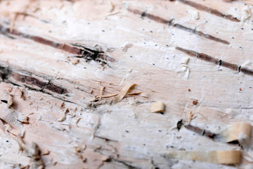 Wooden textural background