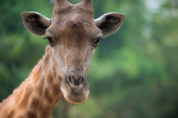 Giraffe looks directly into the camera