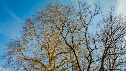 Branches of two trees without leaves against a blue sky in the background, wonderful sunny winter day in Meerssen south Limburg in the Netherlands Holland