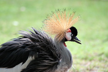 Bird crowned crane Depth of Field Close up Feathers 
