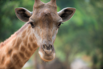 Giraffe looks directly into the camera