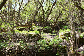 Fototapeta premium spring in ruins