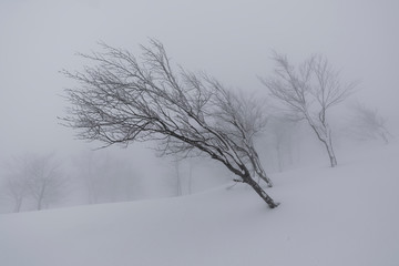 八海山　雪の風景（吹雪）