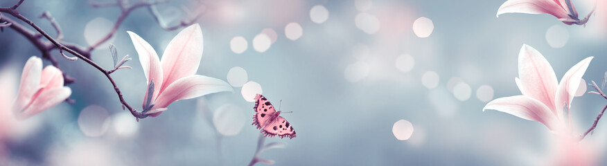 Mysterious spring background with pink magnolia flowers and flying butterfly. Magnificent floral...
