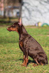 happy dobermann puppy