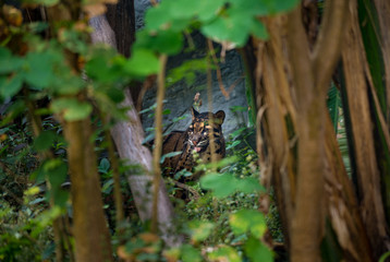 Clouded Leopard Neofelis nebulosa