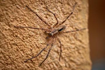 Spider species: Zoropsis spinimana. Family: Zoropsidae. Mediterranean. Like a wolf spider. Spanish...