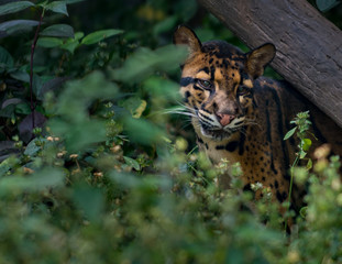Clouded Leopard Neofelis nebulosa