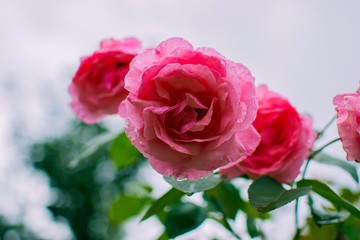 Beautiful pink roses close up