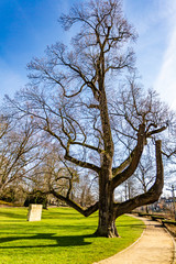 Beautiful view of an impressive leafless tree with green grass next to a dirt path in the Proosdij park, wonderful and sunny winter day in Meerssen south Limburg in the Netherlands Holland