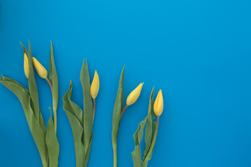 yellow tulips fresh bright on a blue textural background