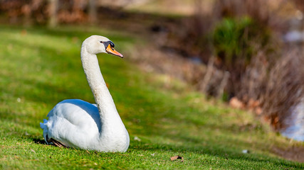 Beautiful swan sitting on the green grass with a blurred background, wonderful and sunny day at the Proosdij park in Meerssen south Limburg in the Netherlands Holland