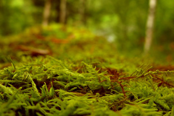 Green juicy fluffy moss on the ground in the forest