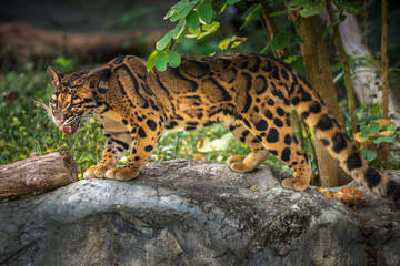 Clouded Leopard Neofelis nebulosa