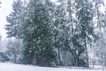 Snow Storm In Burien 2