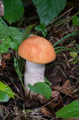 Red-orange-white edible mushroom Leccinum albostipitatum in the aspen forest. Natural environment.