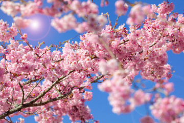 Taiwan cherry blossom season, Wuling Farm, Qianying Garden, blooming cherry blossoms