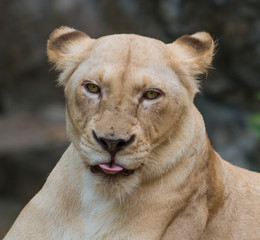 Fototapeta na wymiar Lioness Panthera leo Portrait Close-up
