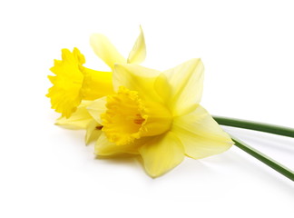 Blooming  narcissus flower isolated on white background