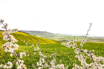 Spring landscape of Tuscany and free space for your decoration. 