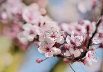 beautiful flowers of a tree blooming in spring
