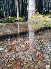 Spiegelung Baumstamm im Wasser
