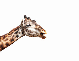 Giraffe Funny on White Background