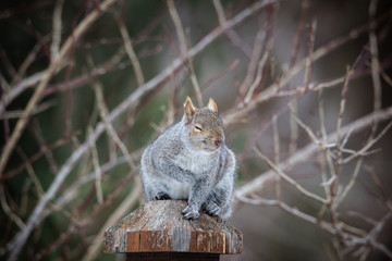 Naklejka na ściany i meble fat grey squirrel sitting on post, soft defocused background of branches