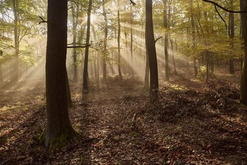 Forest with light rays