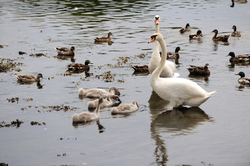 Fototapeta premium ducks swimming in a lake, next to a family of swans