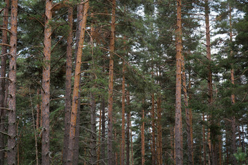 trees in the forest © Wedding Nature Stock