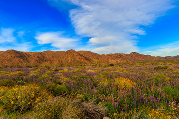Obraz premium landscape with wildflowers mountains and blue sky
