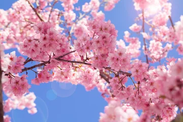 Rolgordijnen Taiwan cherry blossom season, Wuling Farm, Qianying Garden, blooming cherry blossoms © wu shoung
