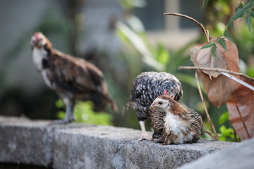 Chickens at outdoors