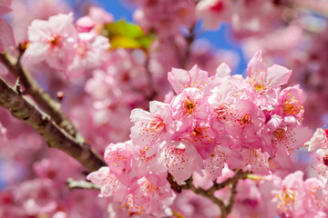 Taiwan cherry blossom season, Wuling Farm, Qianying Garden, blooming cherry blossoms