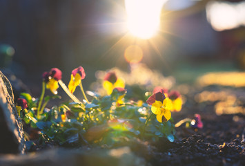 Violas in a Garden at Sunset